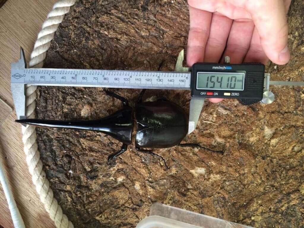 ヘラクレス・ヘラクレス