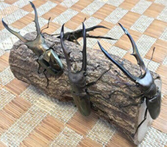 メタリフェルホソアカクワガタ　ペレン