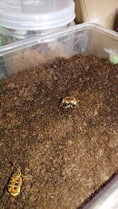 オオトラフコガネ