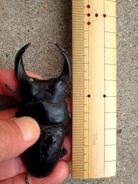 国産オオクワガタ