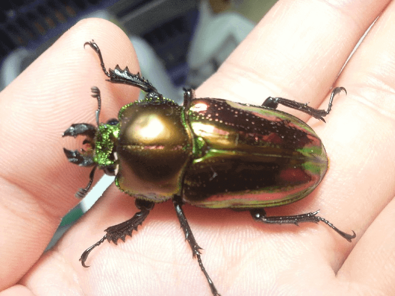 ニジイロクワガタ