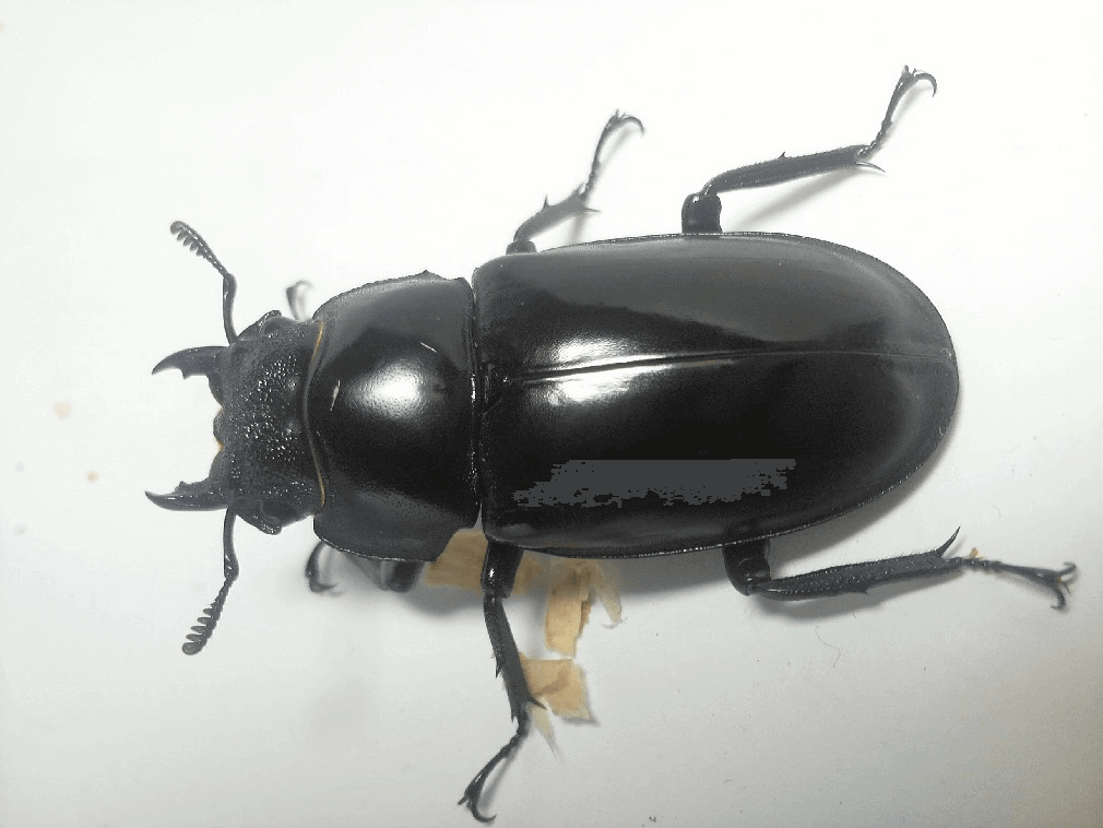 セアカフタマタクワガタ