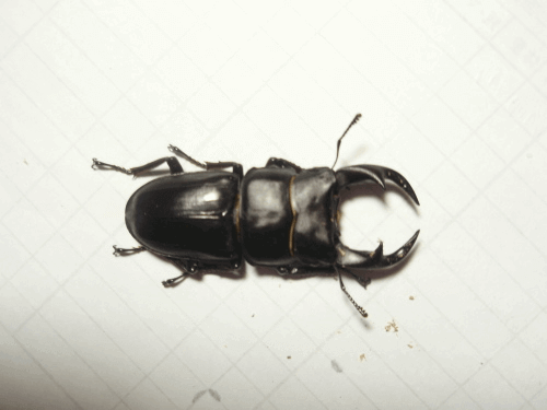 国産オオクワガタ　産地不明