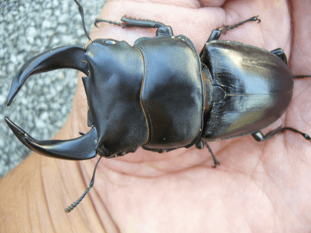 ホペイオオクワガタ 福建省北峰H8