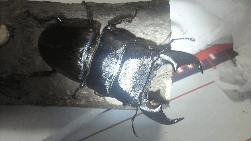 スマトラオオヒラタクワガタ　アチェ