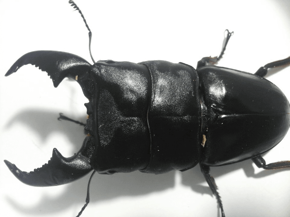 スマトラオオヒラタクワガタ