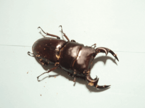 国産オオクワガタ　上阿古谷