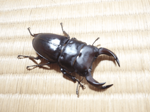 国産オオクワガタ 上阿古谷