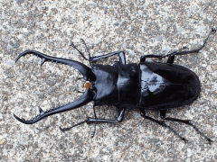 ギラファノコギリクワガタ　ダイスケイ