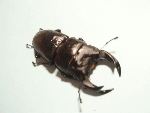 国産オオクワガタ　上阿古谷