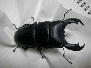 スマトラオオヒラタクワガタ　ベンクール