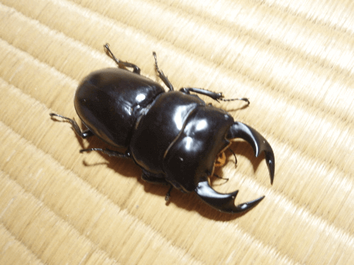アンタエウスオオクワガタ インドラチラ