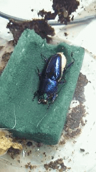 パプアキンイロクワガタ