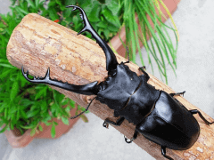 ギラファノコギリクワガタ　ケイスケイ