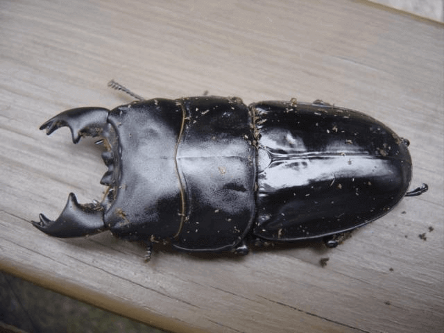 アルキデスオオヒラタクワガタ