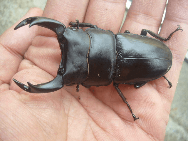 国産オオクワガタ　佐賀神崎