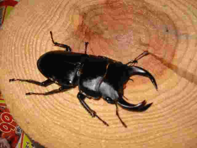 ホペイオオクワガタ 江西省