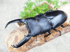 パラワンオオヒラタクワガタ