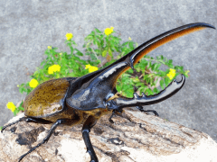 ヘラクレス・リッキー