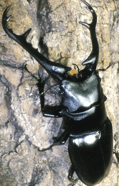 ギラファノコギリクワガタ　ミャンマー原名亜種