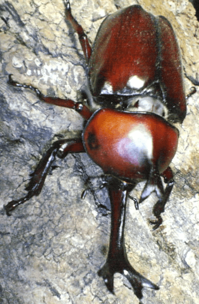 国産カブトムシ　香川