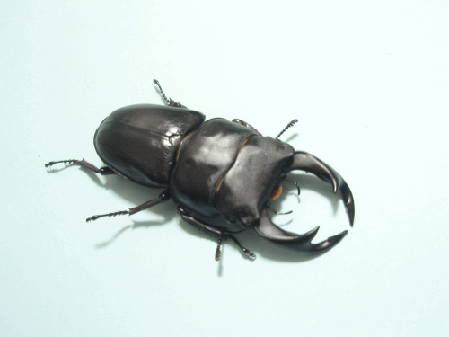 国産オオクワガタ　上阿古谷