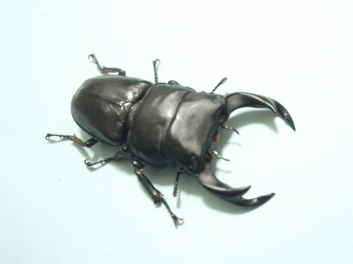 国産オオクワガタ　上阿古谷