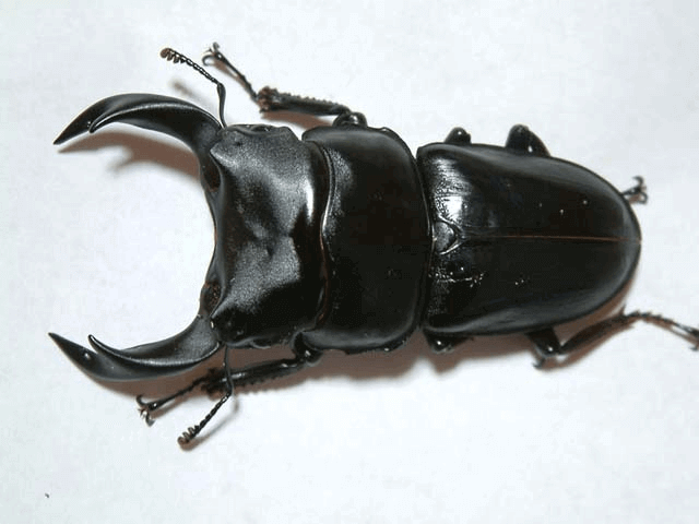 ホペイオオクワガタ　江西省南豊産Ｆ２