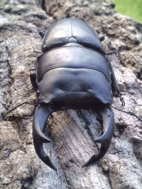 国産オオクワガタ