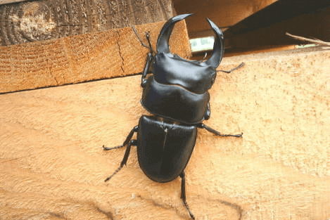 ホペイオオクワガタ 福建省