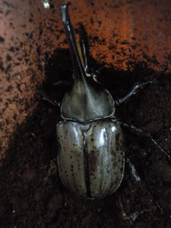 グラントシロカブト