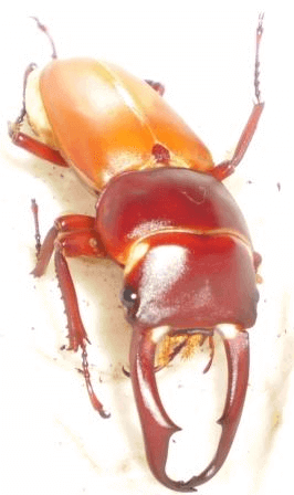 国産コクワガタ　北海道芦別市