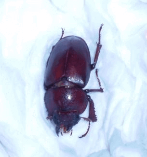 国産ノコギリクワガタ 北海道芦別市