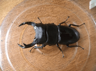 国産オオクワガタ　川西黒川