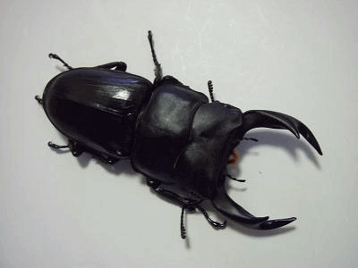 国産オオクワガタ　産地不明