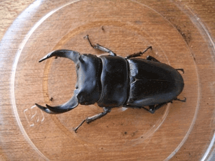 国産オオクワガタ　能勢三草山F4