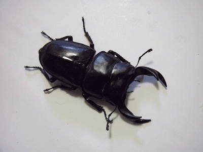 国産オオクワガタ 上阿古谷