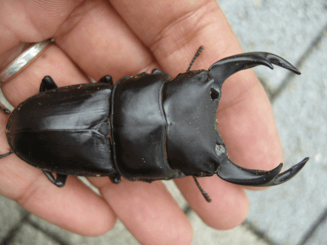 国産オオクワガタ 佐賀神埼