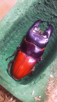 スマトラオオヒラタクワガタ　アチェ