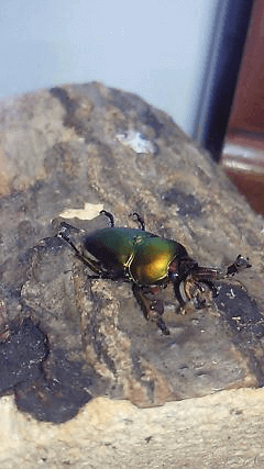 パプアキンイロクワガタ