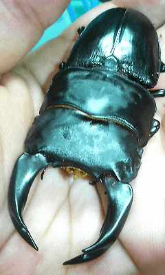 ホペイオオクワガタ 福建省武夷山系