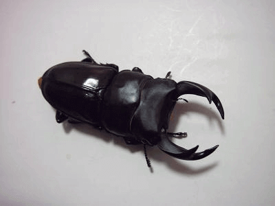 国産オオクワガタ 能勢