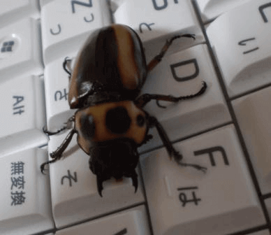 メリーメンガタクワガタ　カメルーンＦ4