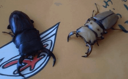 パリ―オオクワガタ パラワン