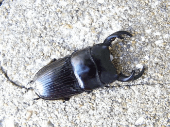 パラレルスネブトクワガタ