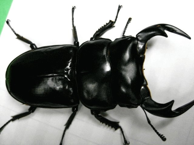 アンタエウスオオクワガタ インド