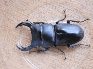 国産オオクワガタ ホワイトアイ