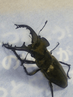 国産ミヤマクワガタ　山梨甲州