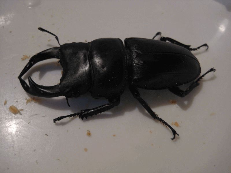 国産オオクワガタ 産地不明