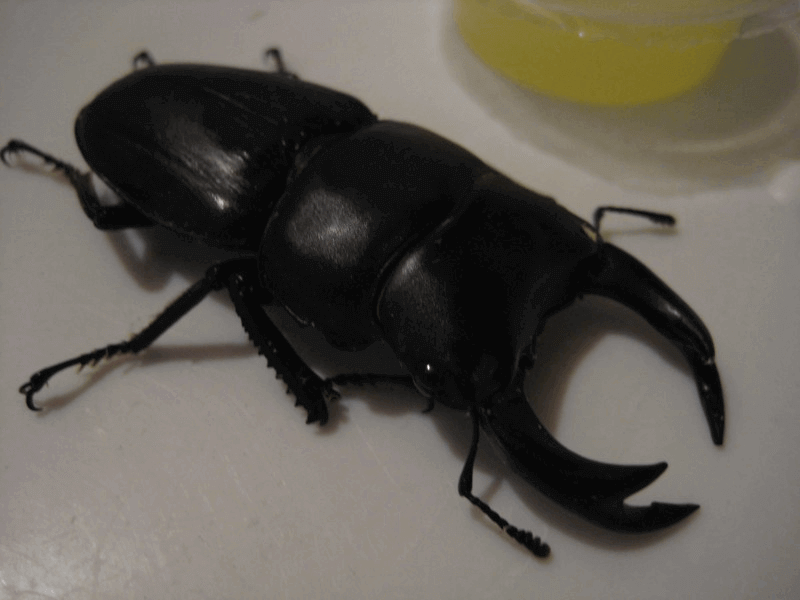 国産オオクワガタ 産地不明